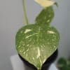 The Thai Constellation Monstera is a rare and stunning plant prized for