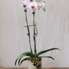 Orchids offer a beautiful and elegant burst of color to any room.