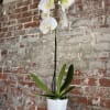 The orchid makes a great gift for plant lovers and plant beginners