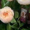 Regal Roses Premium Garden Roses and Leucadendron 
36 Premium David Austin Roses