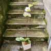 We take great pride in our beautiful Phalaenopsis orchid plants. We pot