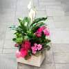 ENGLISH GARDEN IN CERAMIC CONTAINER

TT-DG16