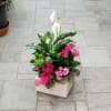 ENGLISH GARDEN IN CERAMIC CONTAINER

TT-DG16