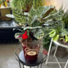  A lush green plant in a festive Joy tin, accented with