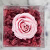 A Light Pink Forever Rose lays elegantly in a bed of Preserved
