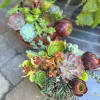 A lush variety of succulents arranged in a natural shallow container perfect