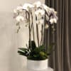 This graceful arrangement features pristine white Phalaenopsis orchids, delicately displayed in a