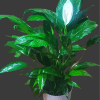 We decorate the peace lily plant with fresh flowers in water tubes