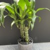 Mini  corn plants