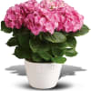Have you ever seen a happier plant? The hydrangea&#039;s beautiful blooms are