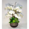 Phalaenopsis Orchids 