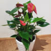 red anthurium in 7&quot; x 7&quot; white ceramic pot