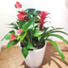red anthurium and re bromeliad in 7&quot; x 7&quot; white ceramic pot