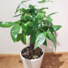 money tree in 7&quot; x 7&quot; white ceramic pot