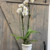 A stunning double-spiked white phalaenopsis orchid in a white ceramic, adorned with