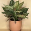 Bring a splash of vibrant color to your home with our Anglaonema