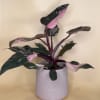 Embrace the beauty of our Philodendron Pink Princess, elegantly displayed in a