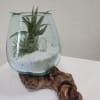 Stylish yet minimalistic : Air plants, Quartz, and Beach Sand
Handblown Glass over