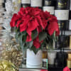 A beautiful red poinsettia standing 25&quot; tall. In the comments make sure