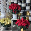 A beautiful red poinsettia standing 25&quot; tall. In the comments make sure