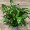 A large, full peace lily about 3-3.5 ft tall in a trendy