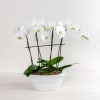 The exotic and refined beauty of a phalaenopsis orchid is perfect for
