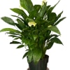 8&#039;&#039; pot (plastic) 3 feet tall and 2feet wide