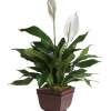 This lush peace lily is the perfect plant to clean &amp; purify