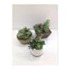Each succulent garden is designed using the freshest plants and various designer