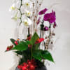 Orchid plant with xmas decorations