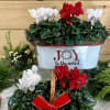 Red and white Cyclamen in a dish or basket 