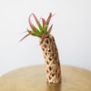 A lovely airplant, displayed in a natural Cholla wood holder. 

Approximately 2&quot;