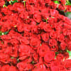 AN 8X10X4 INCH CLEAR FROSTED BAG FULL OF RED ROSE PETALS