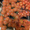 Originally native to Australia and now commercially grown in South America, Pin