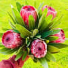 Native to the warm climates of Africa and Australia, Protea flowers are