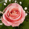 Our elegant pink roses are a charming surprise for someone you care