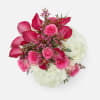 [ Height: 10&#039;&#039; - 12&#039;&#039; | Diameter: 9&#039;&#039; - 11&#039;&#039; ]
Having a