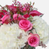 [ Height: 10&#039;&#039; - 12&#039;&#039; | Diameter: 9&#039;&#039; - 11&#039;&#039; ]
Having a