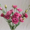 Native to the southern United States, Mexico, and the Caribbean, Lisianthus is