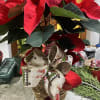Poinsettia in basket with custom ribbon