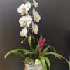 Orchid plant with Bromeliads 