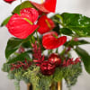 Anthurium signifies long-lasting love and friendship. Exude love and friendship this holiday