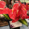 Not for Local (Oahu) Delivery; can be shipped to an Oahu address