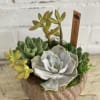Small arrangement of succulents planted in a unique dish
