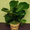This plant is the plant that everyone wants. It is shown on
