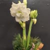 This beautiful bulb flower will make a big hit at your holiday