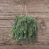 Hanging baskets plant