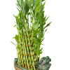 Bambu design 