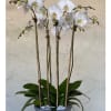 Three white 4 inch orchid plants in ceramic container.

The Orchid Trio Plant