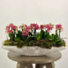 Introducing Mini Fuchsia Orchids, petite bursts of vibrant elegance that command attention